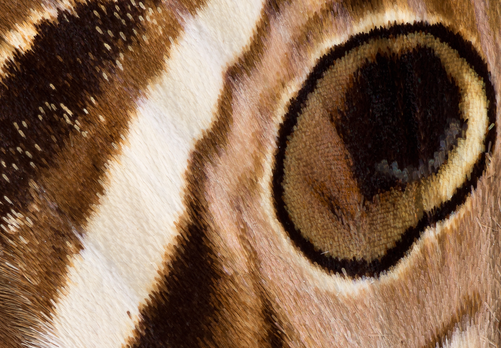 Raw detail of moth wing through 120mm Macro