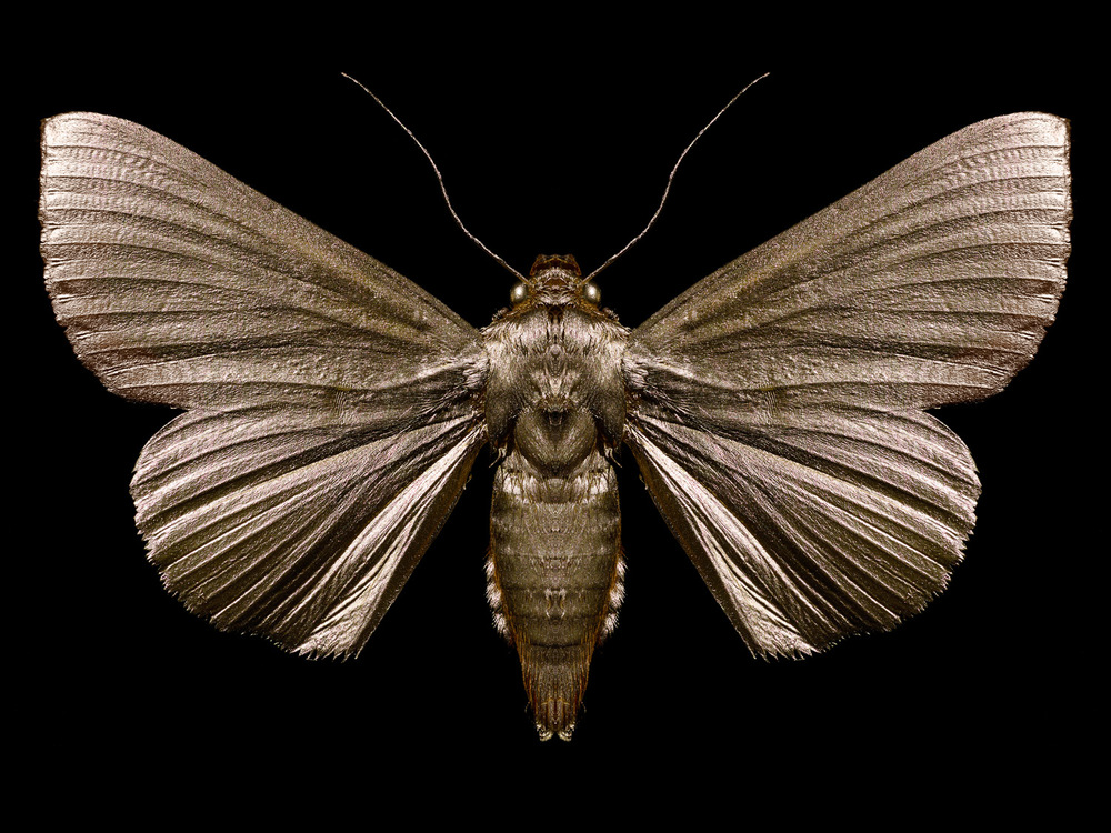 2015 alexia sinclair the golden moth